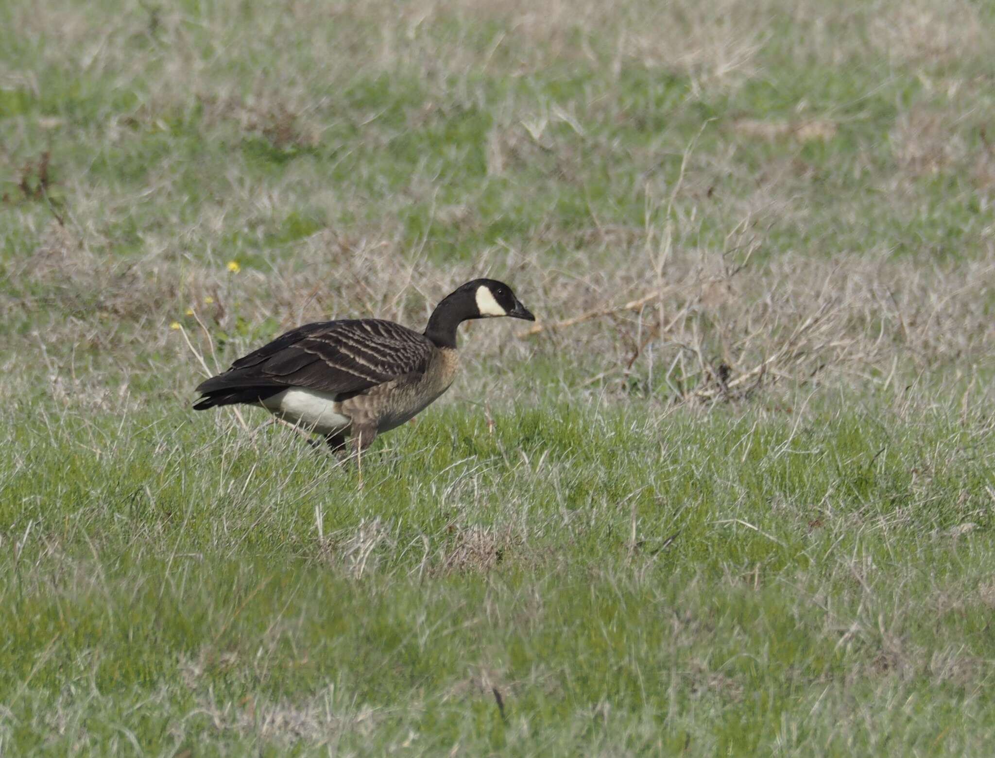 Plancia ëd Branta hutchinsii (Richardson 1832)