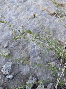 Слика од Dalea candida var. oligophylla (Torr.) Shinners