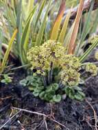 Imagem de Diplaspis cordifolia (Hook.) Hook. fil.