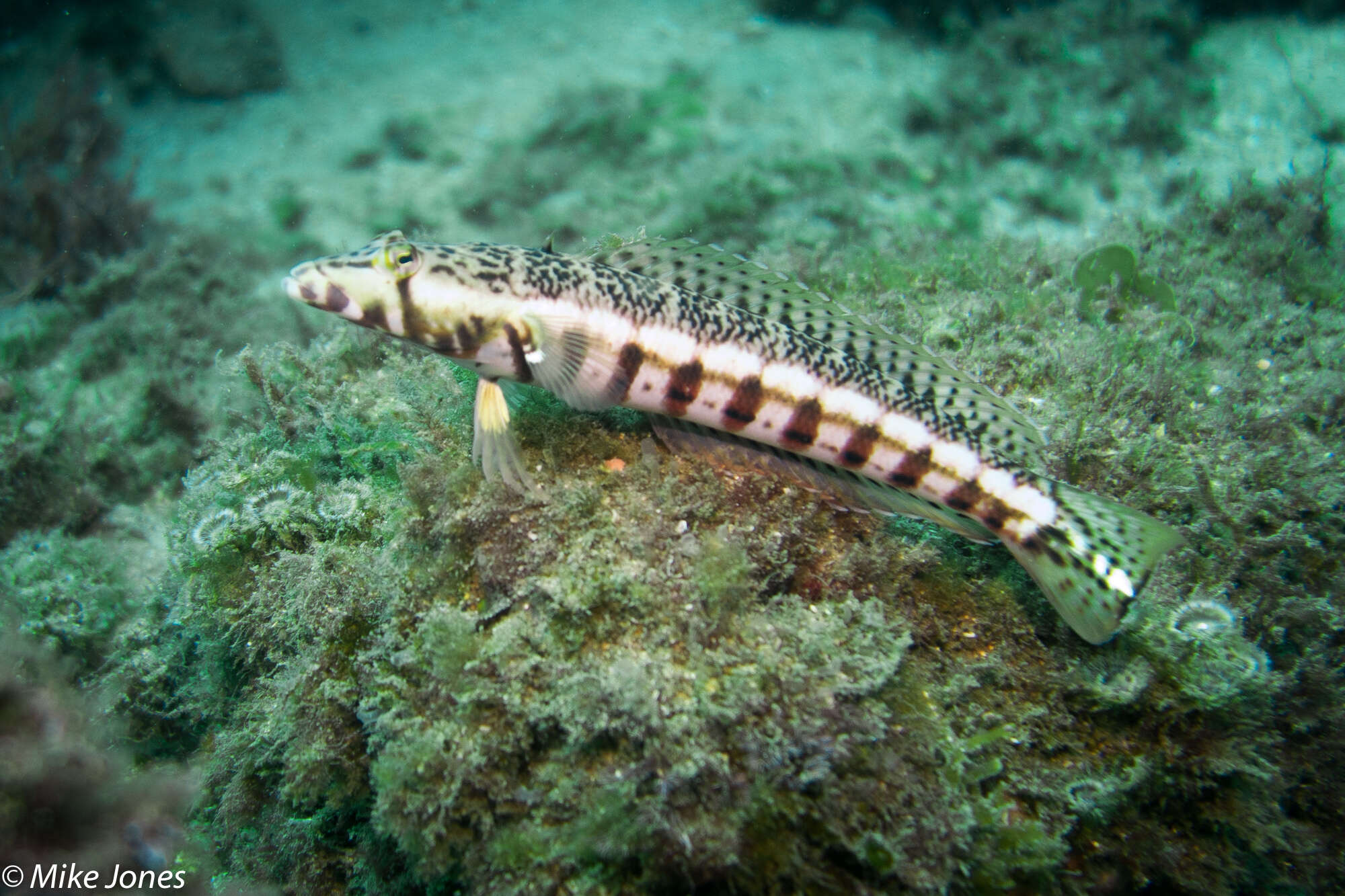 Image of White-streaked sandperch