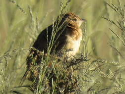 Image of Mirafra fasciolata fasciolata (Sundevall 1850)