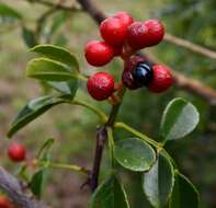 Image of Zanthoxylum delagoense Waterman