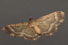 Image of Scotocyma albinotata Walker 1866