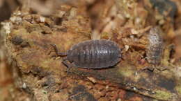 Image of <i>Porcellio <i>scaber</i></i> scaber