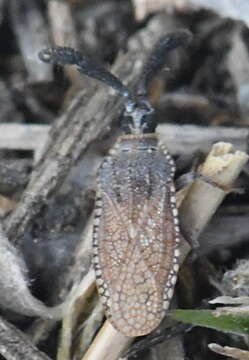 Image of Copium clavicorne (Linnaeus 1758)