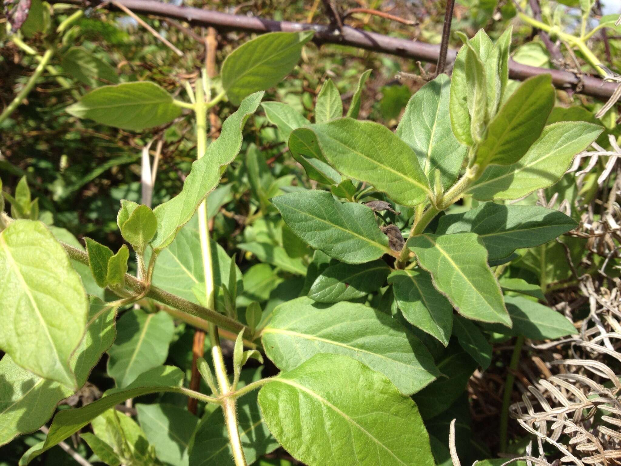 Слика од Lonicera japonica Thunb.