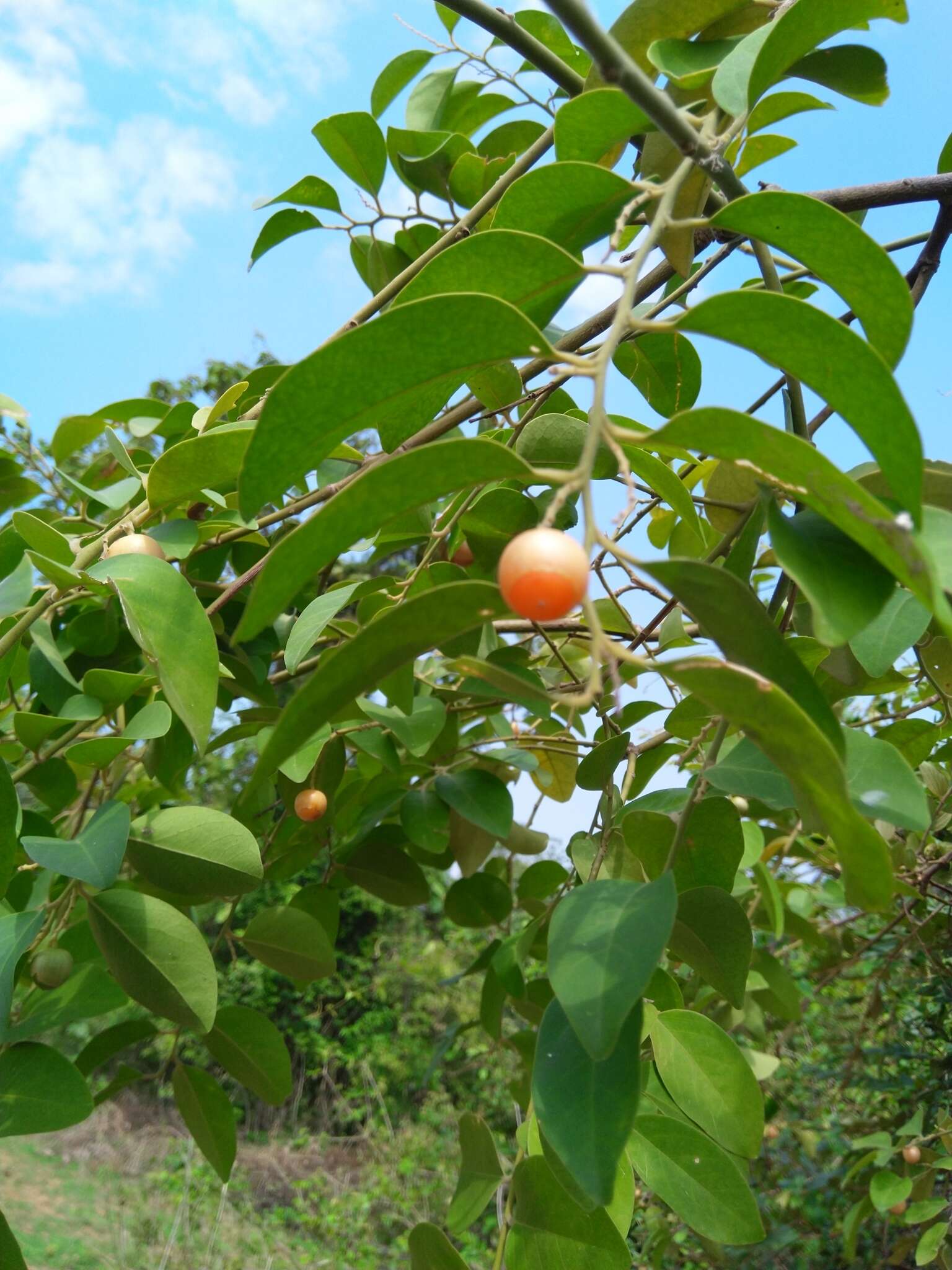 Image of Olax scandens Roxb.