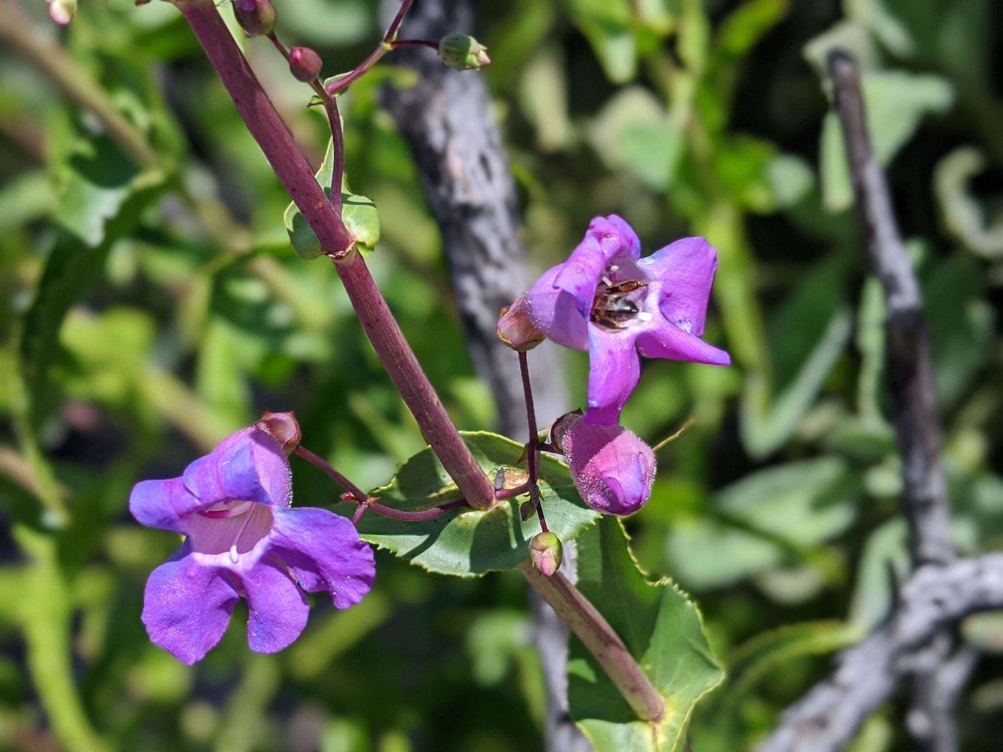 Слика од Penstemon spectabilis var. spectabilis