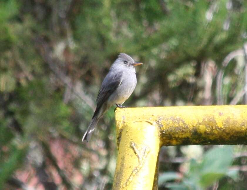 Image of Dark Pewee