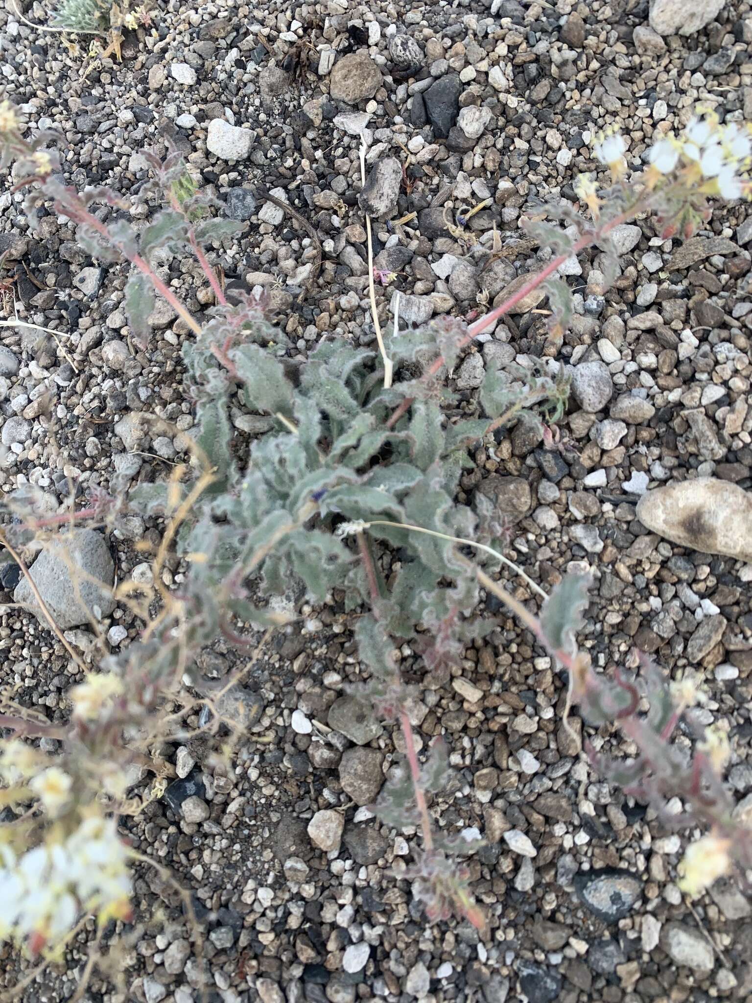 Image of Booth's evening primrose