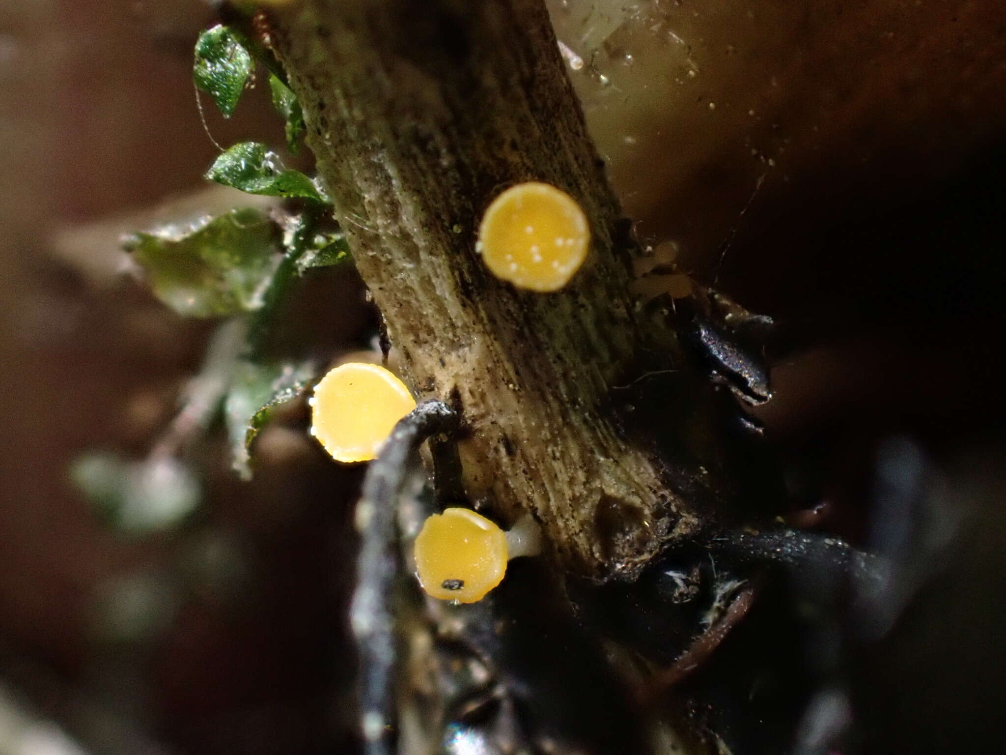 Image of Hymenoscyphus menthae (W. Phillips) Baral 1985