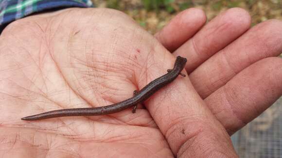 Image of Garden Slender Salamander