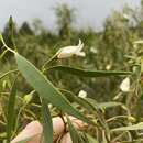 Image of Eremophila santalina (F. Muell.) F. Muell.