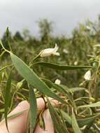 Image of Eremophila santalina (F. Muell.) F. Muell.