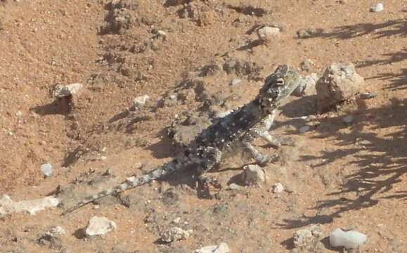 Image of Common Spiny Agama