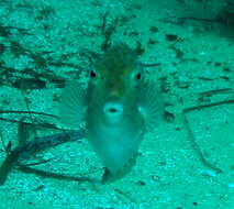 Image of Blue boxfish