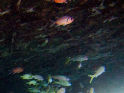 Image of Big-eyed Squirrelfish