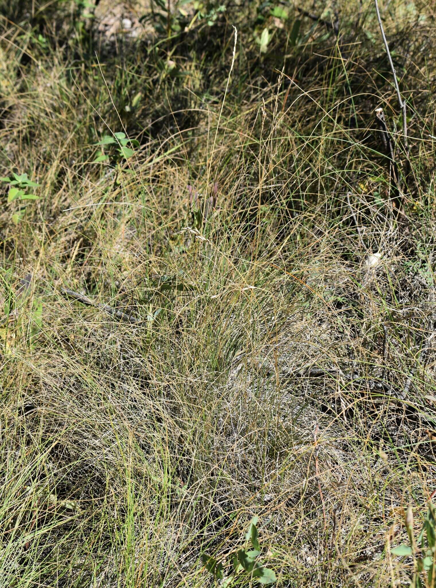 Image de Festuca hallii (Vasey) Piper