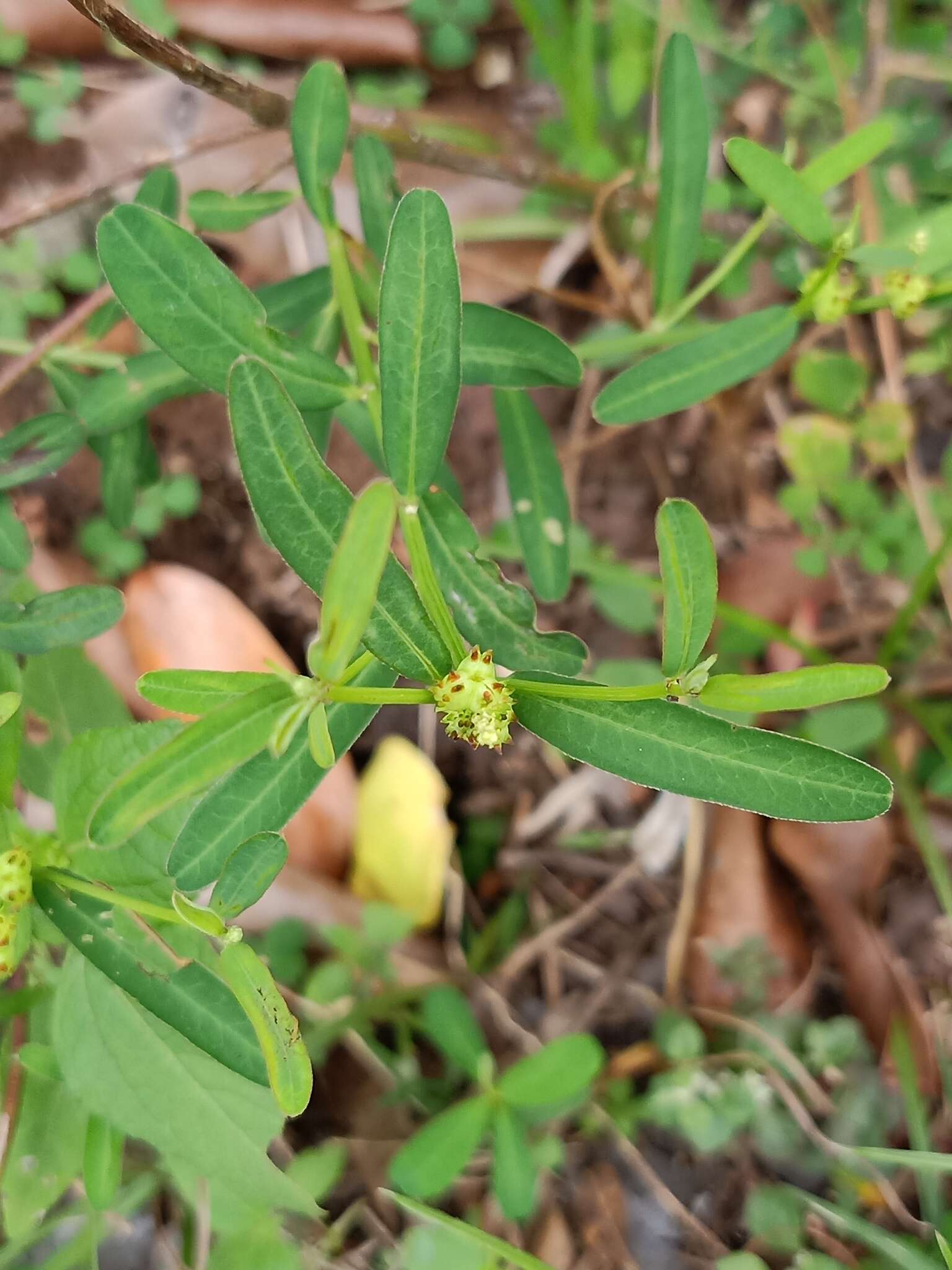 Image of Microstachys chamaelea (L.) Müll. Arg.