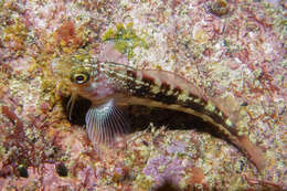 Image of Striped Triplefin