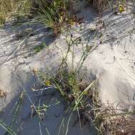 Sivun Tragopogon heterospermus Schweigger kuva