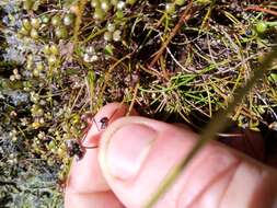 Imagem de Juncus novae-zelandiae Hook. fil.