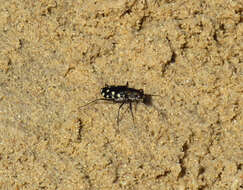 Image of Cicindela (Calomera) aulica Dejean 1831