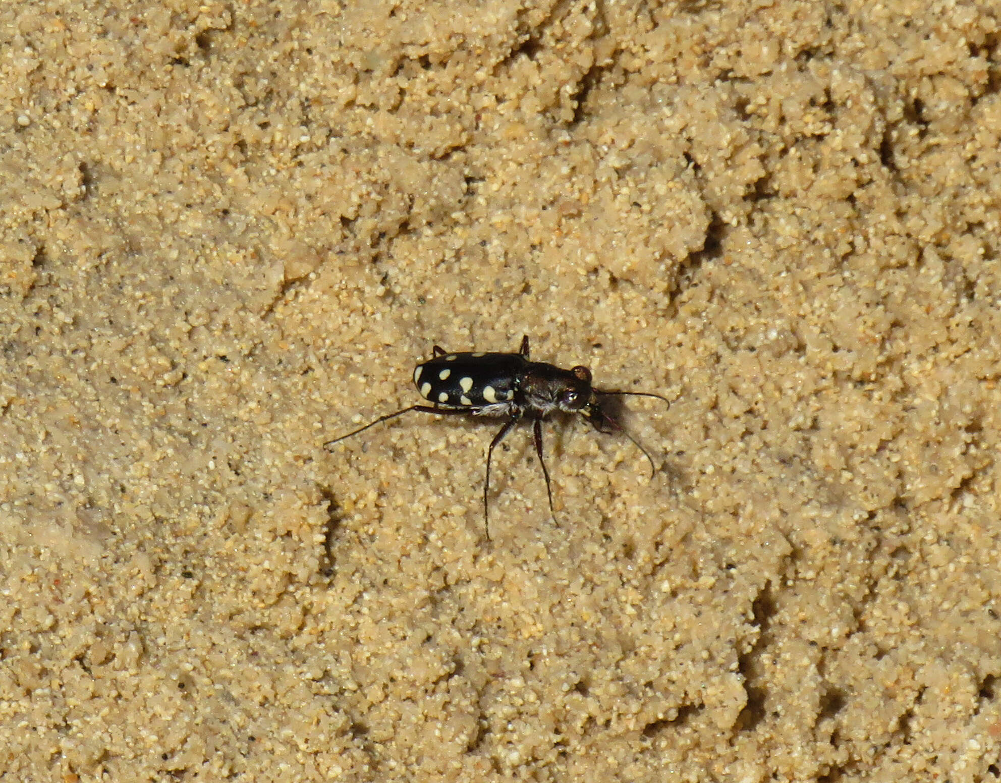 Image of Cicindela (Calomera) aulica Dejean 1831