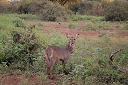 Image of Kobus ellipsiprymnus ellipsiprymnus (Ogilby 1833)