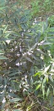 Strobilanthes persicifolia (Lindl.) J. R. I. Wood resmi