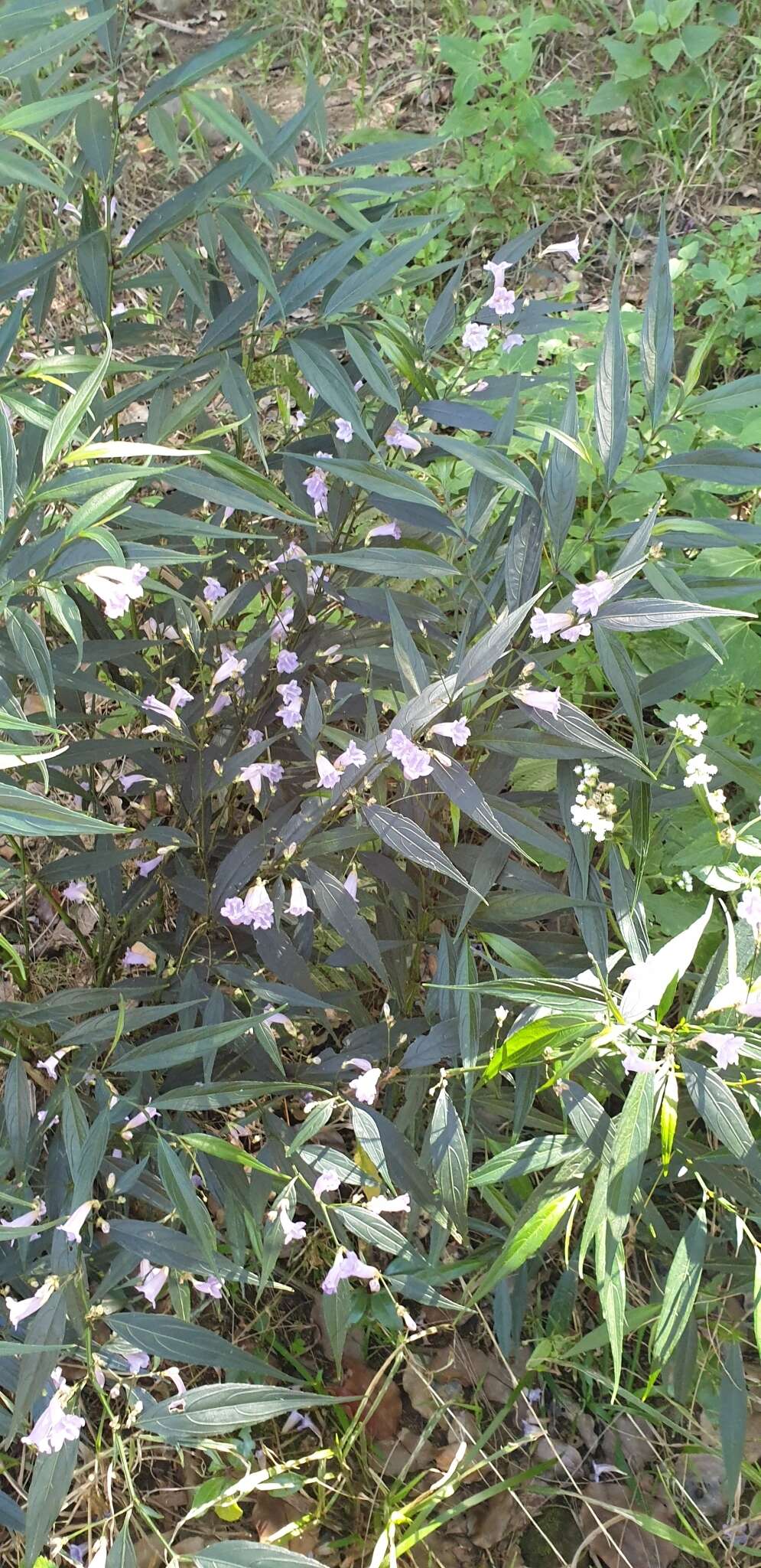 Strobilanthes persicifolia (Lindl.) J. R. I. Wood resmi