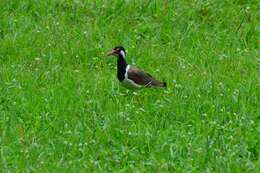 Image of Vanellus indicus atronuchalis (Jerdon 1864)