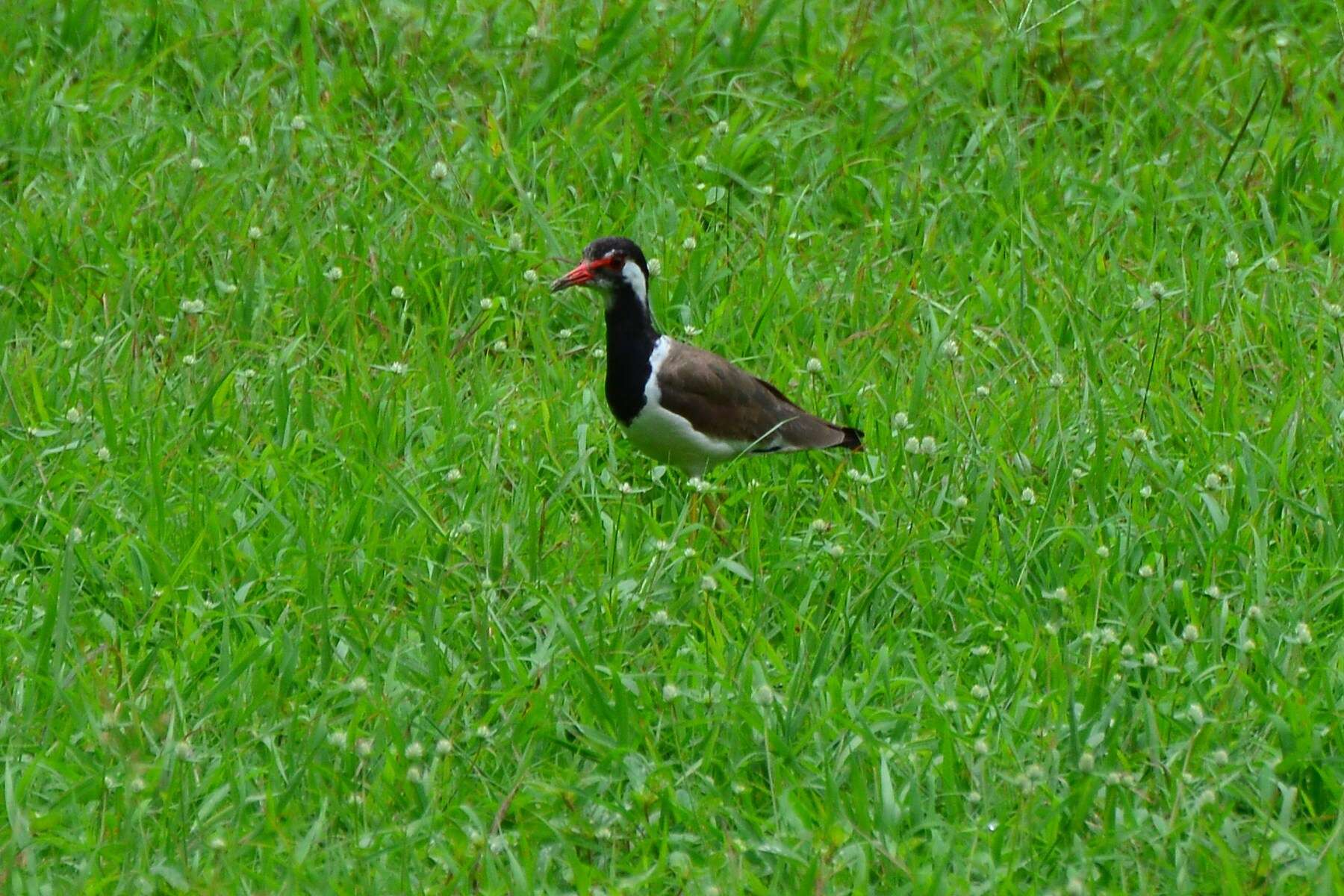 Image of Vanellus indicus atronuchalis (Jerdon 1864)