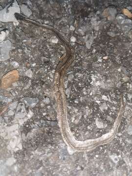 Image of Striped Kukri Snake