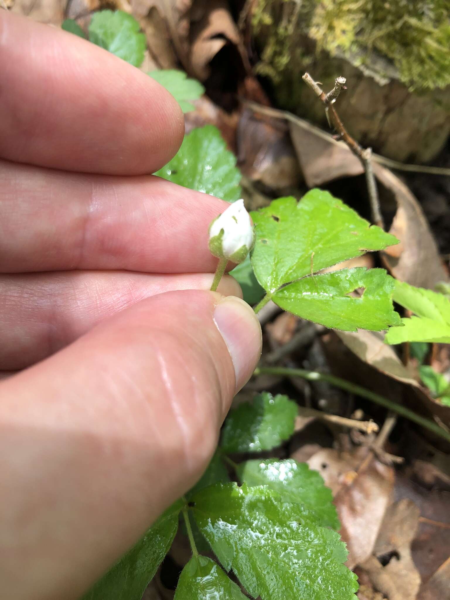 Image of garden dewberry