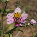 Imagem de Schizanthus litoralis var. humilis