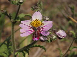 Imagem de Schizanthus litoralis var. humilis