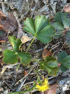 Image of Appalachian barren strawberry