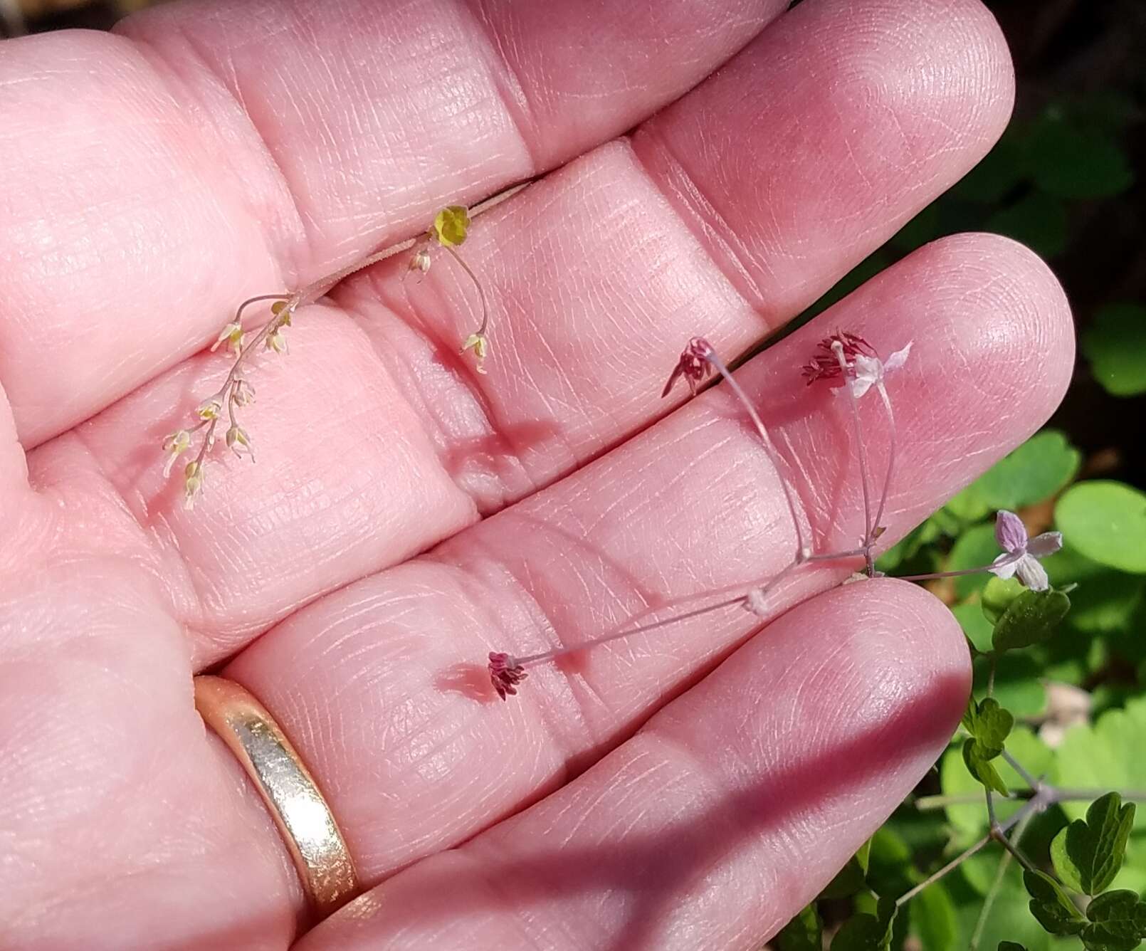 Image de Thalictrum debile Buckl.