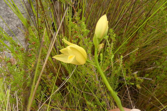 Eulophia tabularis (L. fil.) Bolus的圖片