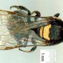 Imagem de Meroglossa striaticeps (Friese 1924)