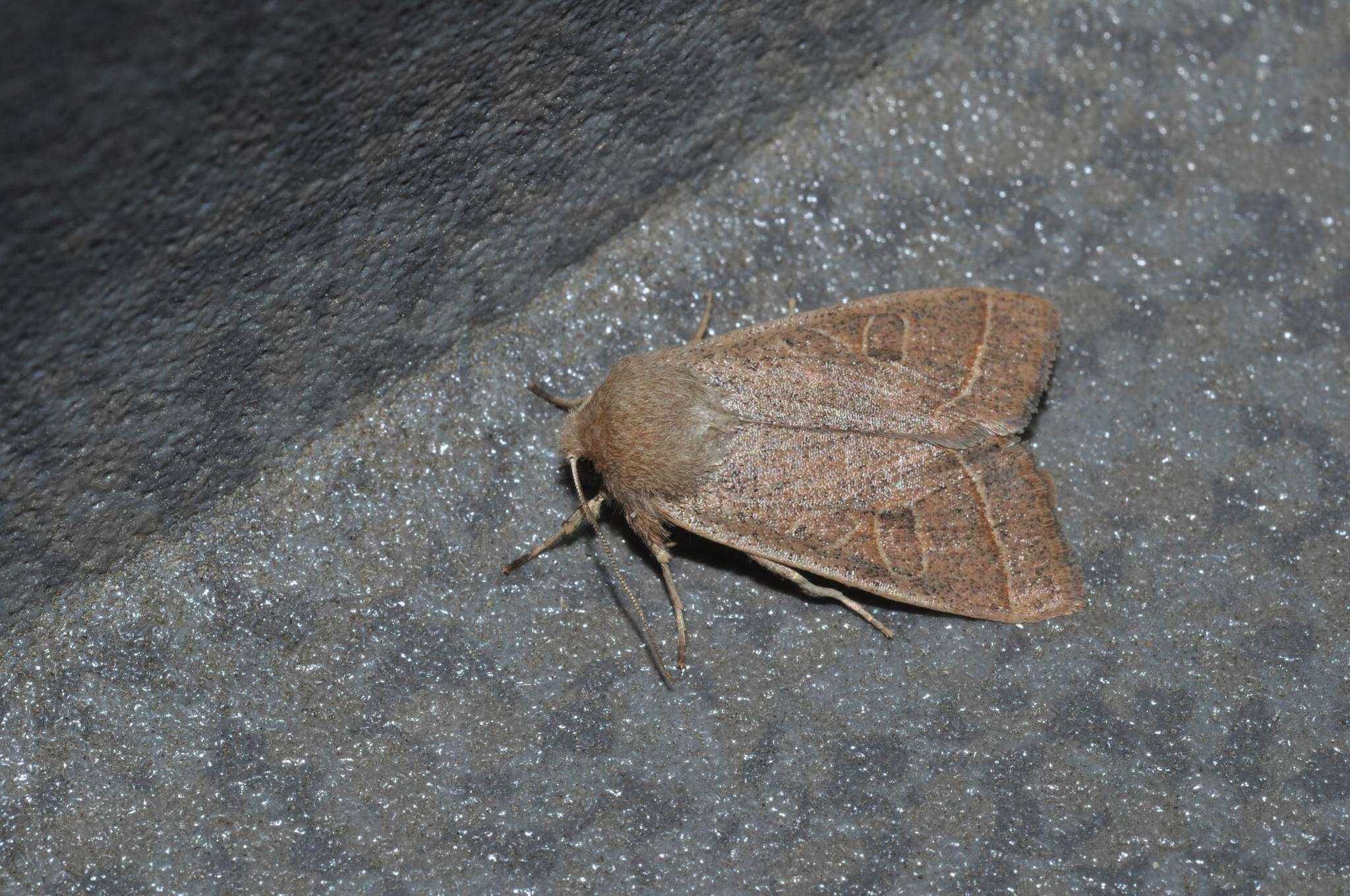 Image of Orthosia paromoea Hampson 1905