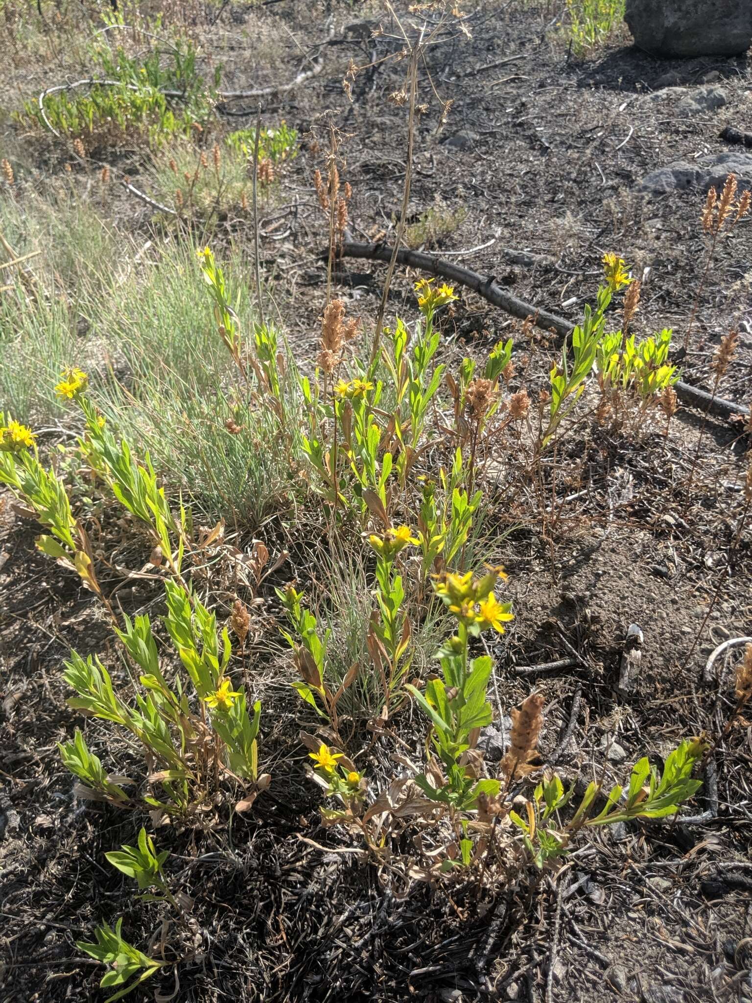 Plancia ëd Columbiadoria hallii (A. Gray) G. L. Nesom