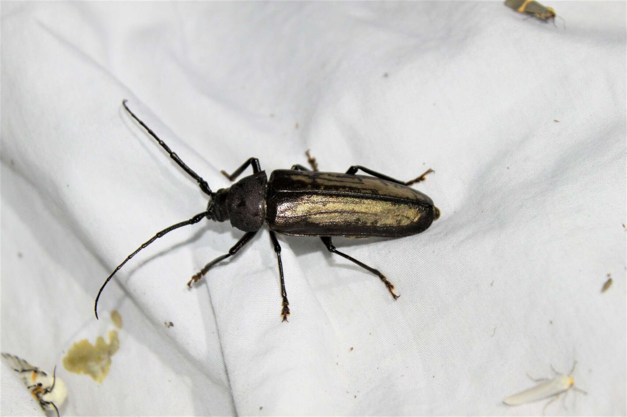 Image of Trichocnemis spiculatus neomexicanus (Casey 1890)