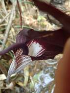 Image of Arisaema thunbergii subsp. urashima (H. Hara) H. Ohashi & J. Murata