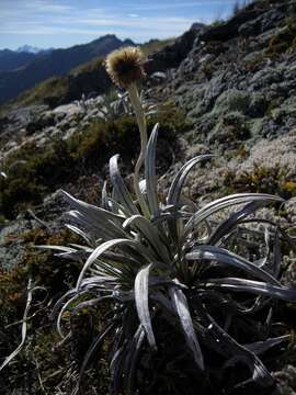 Image of Celmisia vespertina Given