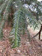 Image of Formosan China fir