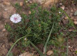 Image of Lampranthus leptaleon (Haw.) N. E. Br.