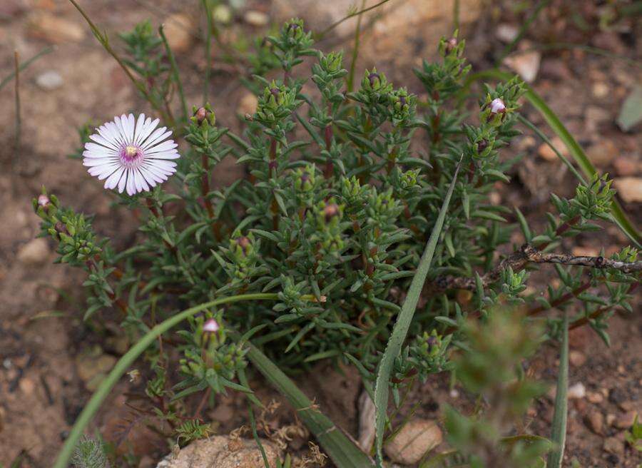 Image of Lampranthus leptaleon (Haw.) N. E. Br.