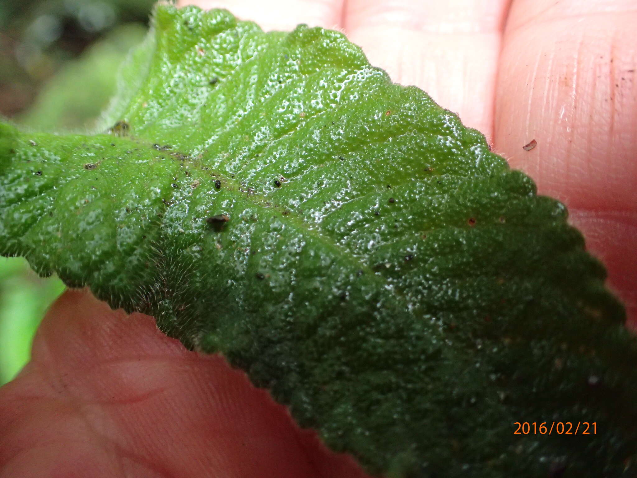 Sivun Streptocarpus gardenii Hook. kuva